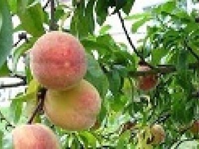 Qualité des fruits : ça pêche toujours autant ! 