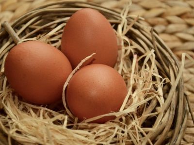 Les français délaissent les œufs de poules en cages