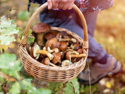 champignons dans un panier en osier tenu par une main