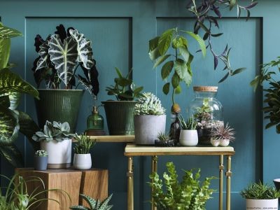 À la maison ou au jardin : attention aux plantes toxiques