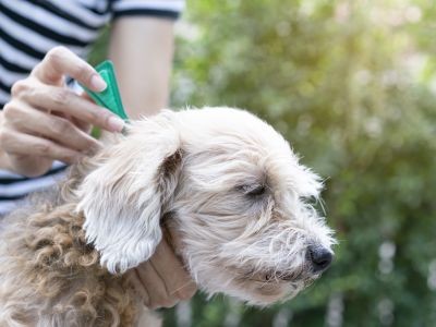 Antiparasitaires pour animaux de compagnie : restez vigilant