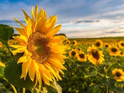 champ de tournesols