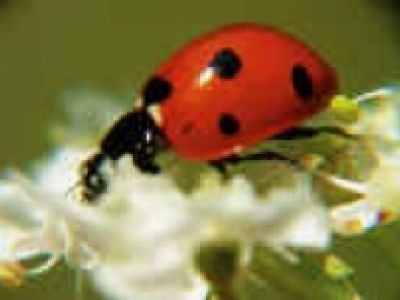 Coccinelle