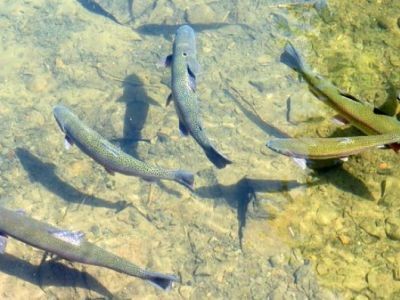 Les consommateurs plutôt favorables à l’utilisation des insectes dans l’alimentation des poissons d’élevage