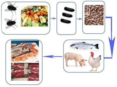 Les Français hésitent à consommer des produits provenant d’animaux nourris avec des farines d’insectes.