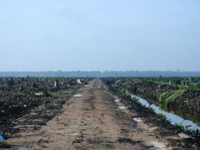 Environnement, santé... L' huile de palme  fait grincer des dents