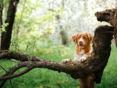 Promener son chien : les règles à suivre