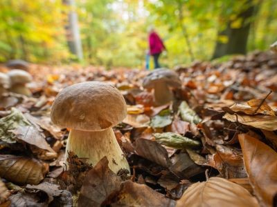 Cueillette des champignons : les règles à suivre