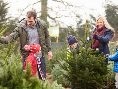 Quel sapin de Noël choisir ?