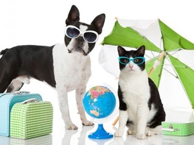 Les animaux de compagnie en vacances