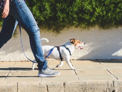 maître promenant son chien sur un trottoir