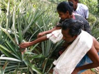 Des produits équitables et solidaires recueillent un a priori positif mais doivent encore convaincre